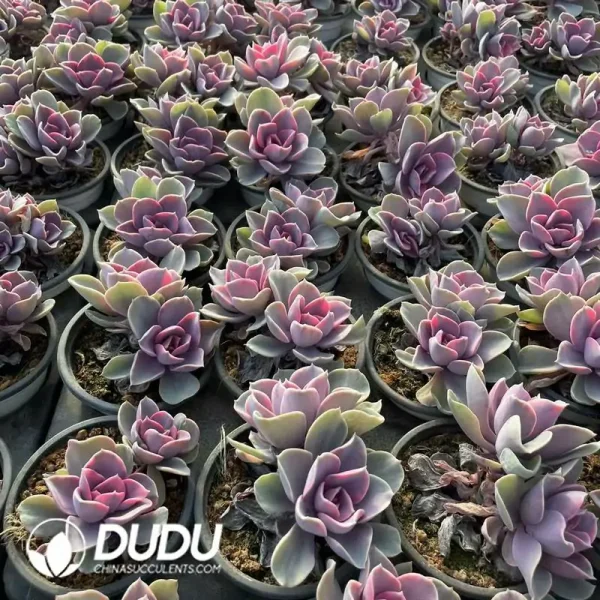 1756118692-e202-292.webp Echeveria Rainbow Double Head - Image 2