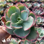 Echeveria Red Prom Dress Variegated