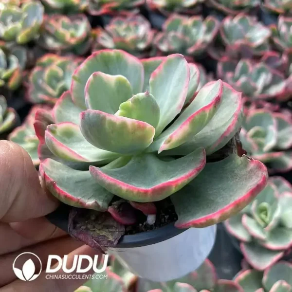 Echeveria Red Prom Dress Variegated - Image 2