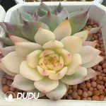 Echeveria Chihuahua Yin Yang Variegated Double Head