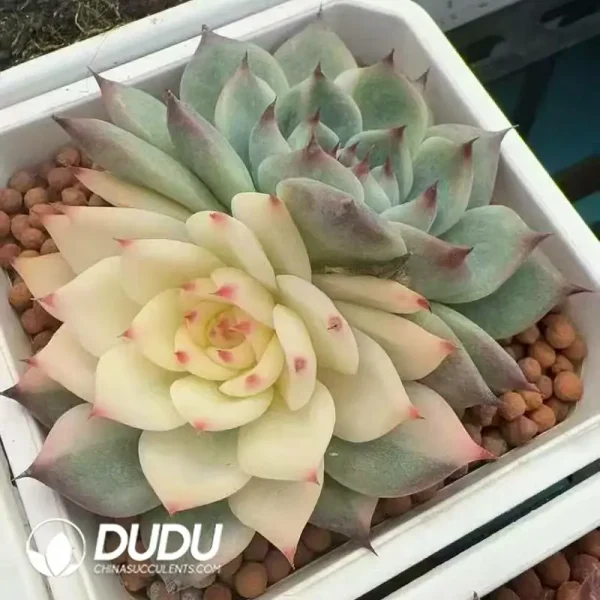 Echeveria Chihuahua Yin Yang Variegated Double Head - Image 2