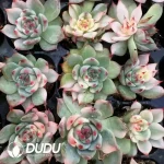 105Pcs/Tray Echeveria Chihuahua Variegated ay Seedlings