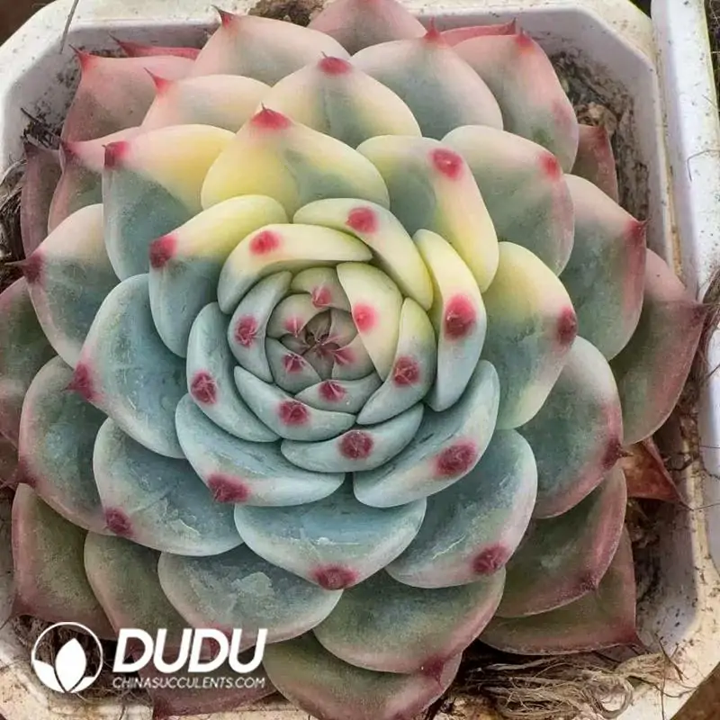 1756118708-e201-304.webp Echeveria Chihuahua Half Marginata Varigated - Image 1