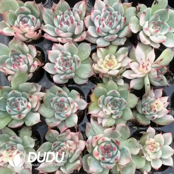 105Pcs/Tray Echeveria Chihuahua Variegated ay Seedlings - Image 2