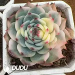 Echeveria Chihuahua Half Marginata Varigated - Image 2