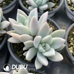 Graptopetalum Oplina Marginata Varigated