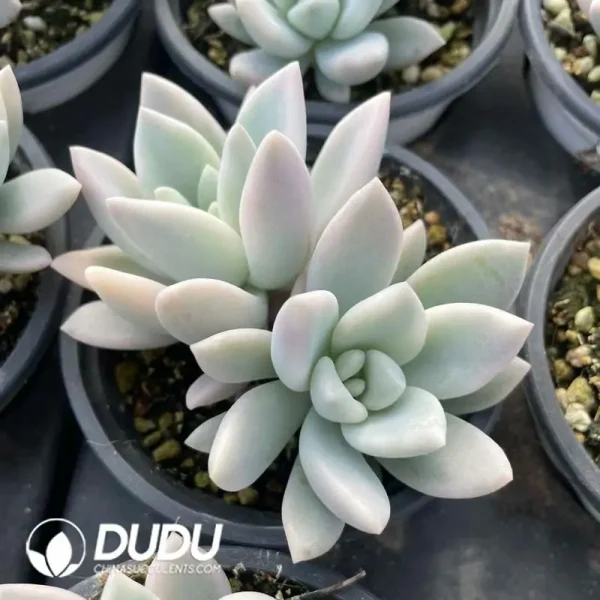 1756118714-e201-307.webp Graptopetalum Oplina Marginata Varigated - Image 1