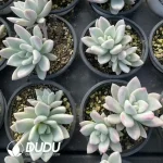 Graptopetalum Oplina Marginata Varigated - Image 2