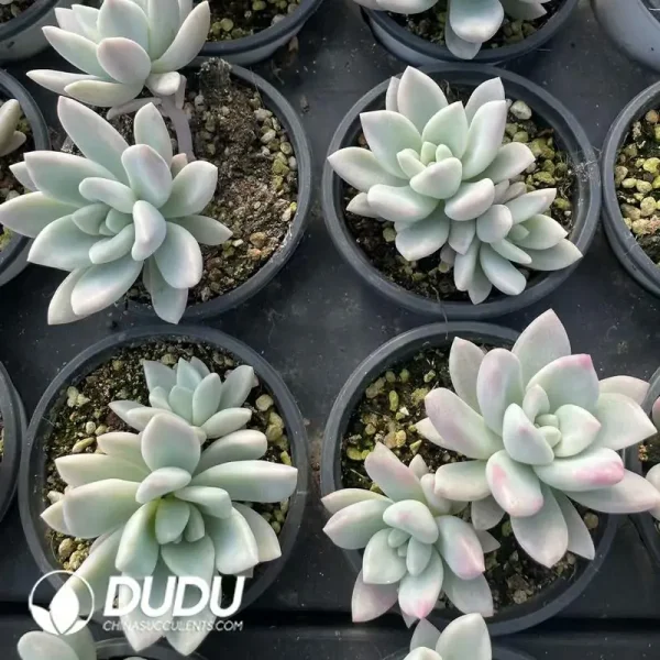 1756118715-e202-303.webp Graptopetalum Oplina Marginata Varigated - Image 2