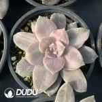 Graptopetalum superbum marginata Variegated