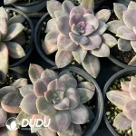 Graptopetalum superbum marginata Variegated - Image 2
