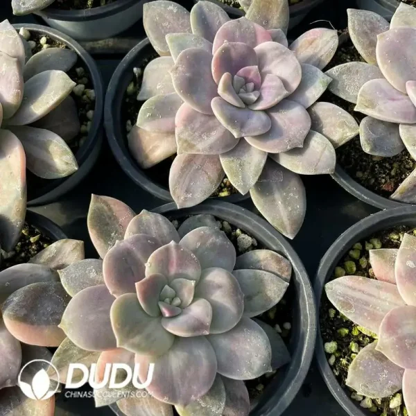 Graptopetalum superbum marginata Variegated - Image 2