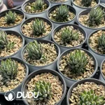 Haworthia Eagle Claw - Image 2