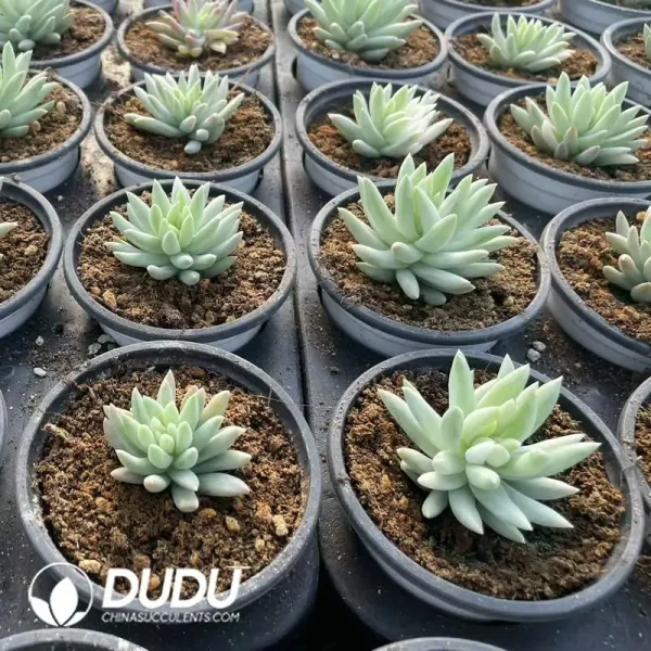 Sedum Thousand Buddha Hands Brocade Variegated - Image 2