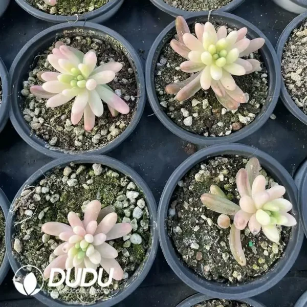 Sedum pachyphyllum variegated - Image 2