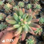 Sedum pachyphyllum Perfect variegated