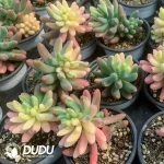 Sedum pachyphyllum general variegated