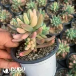 Sedum pachyphyllum Perfect variegated - Image 2