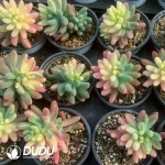 Sedum pachyphyllum general variegated - Image 2