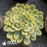 Echeveria Pulidonis Variegated