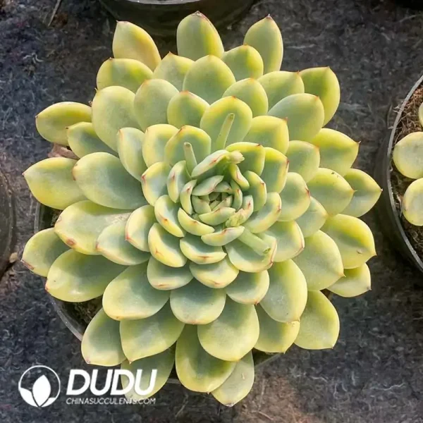 Echeveria Pulidonis Variegated - Image 2