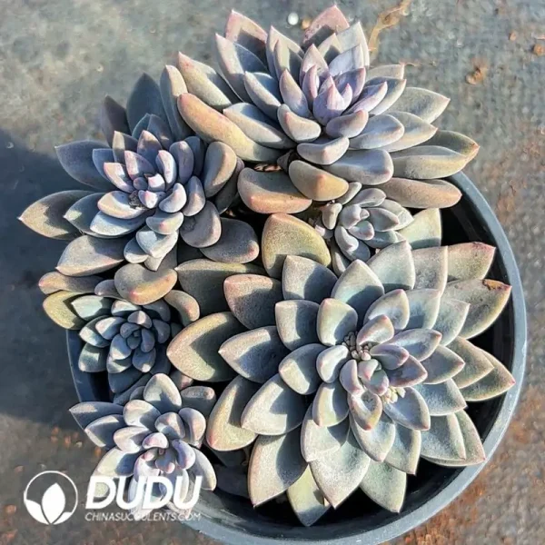 Echeveria Lulu Clustering - Image 1