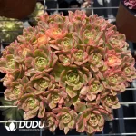 Aeonium Sweet Tea Variegated Clustering