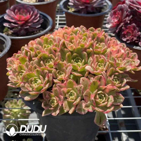 Aeonium Sweet Tea Variegated Clustering - Image 2