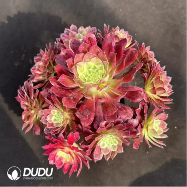 Aeonium Tianhe Variegated Clustering - Image 1