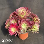 Aeonium Tianhe Variegated Clustering - Image 2