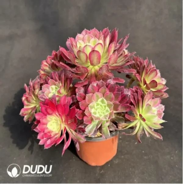 Aeonium Tianhe Variegated Clustering - Image 2