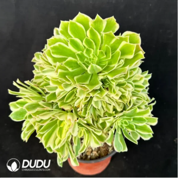 1756118738-1-2594.webp Aeonium Jade variegated Clustering - Image 1