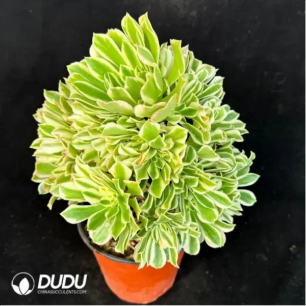 1756118740-3-341.webp Aeonium Jade variegated Clustering - Image 3
