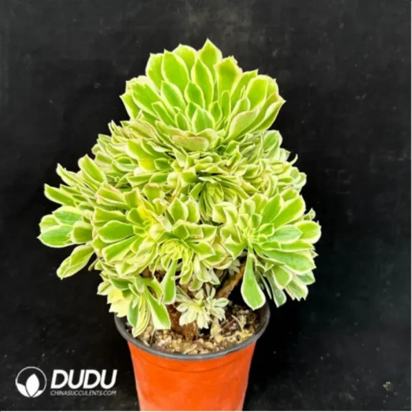 1756118743-4-266.webp Aeonium Jade variegated Clustering - Image 4