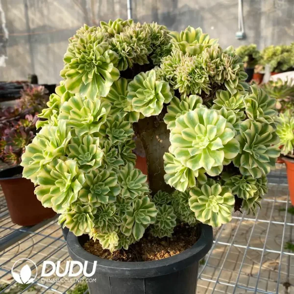 Aeonium Jade variegated Cristata - Image 1