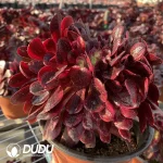 Aeonium Caput-Medusae Variegated Cristata - Image 2