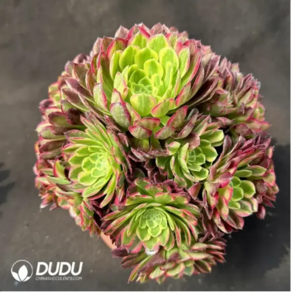 1756118749-1-2361.webp Aeonium Sunglow variegated Clustering - Image 1