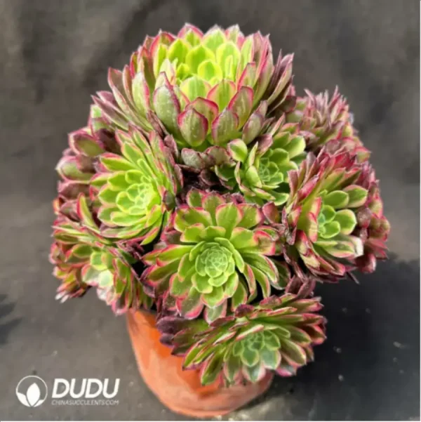 Aeonium Sunglow variegated Clustering - Image 2