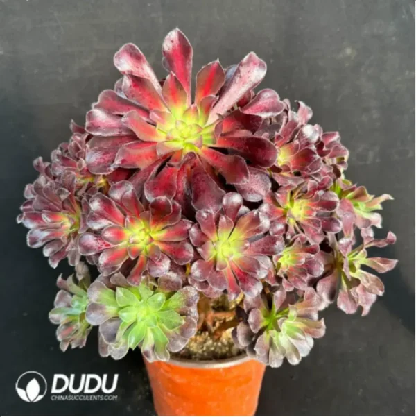 Aeonium Plum Purdy Variegated Clustering - Image 2