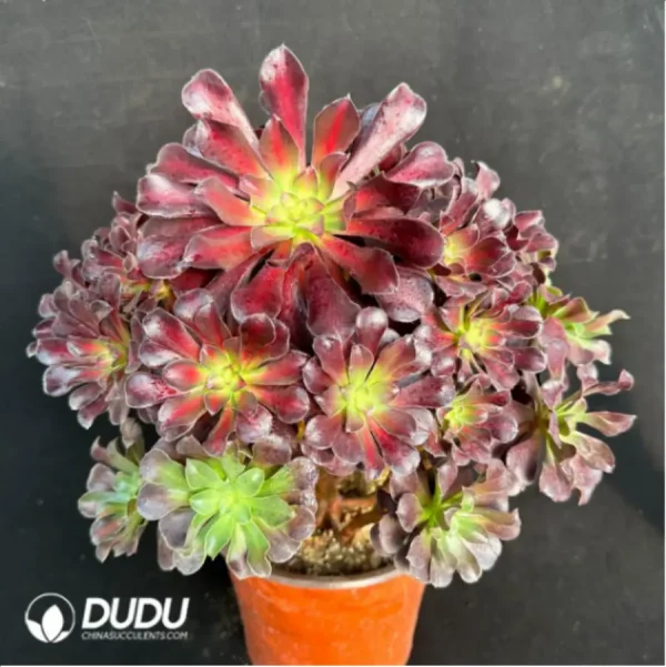 Aeonium Plum Purdy Variegated Clustering - Image 3