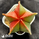 (Seed Grown)Cactus-Astrophytum myriostigma Variegate