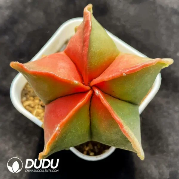 1756118759-1747803852-e-1.webp (Seed Grown)Cactus-Astrophytum myriostigma Variegate - Image 1