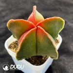 (Seed Grown)Cactus-Astrophytum myriostigma Variegate - Image 2