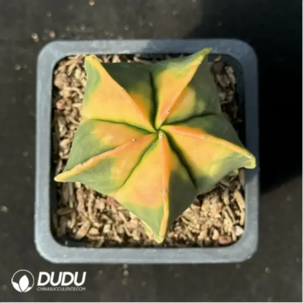 1756118761-1-2439.webp (Seed Grown)Cactus-Astrophytum myriostigma Variegate - Image 1