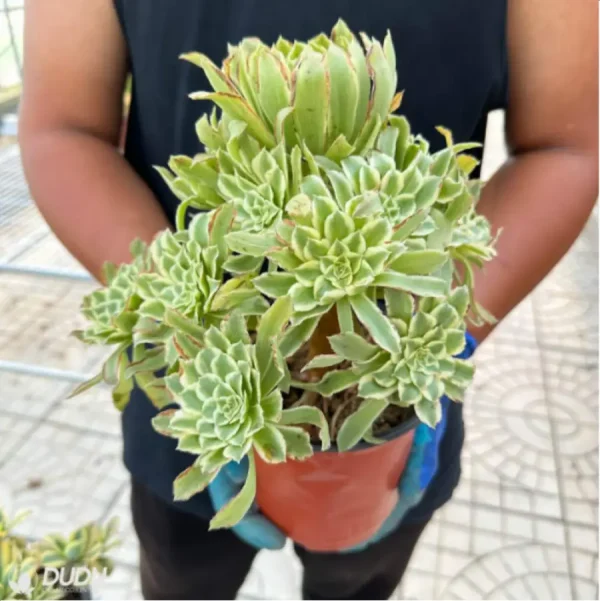 1756118764-1-2940.webp Aeonium Bilang Variegated Clustering - Image 1