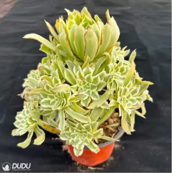 1756118765-2-1960.webp Aeonium Bilang Variegated Clustering - Image 2