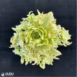 Aeonium Bilang Variegated Clustering - Image 4