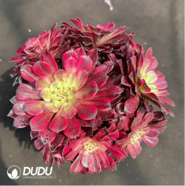 1756118768-1-2364.webp Aeonium Xueji Variegated Clustering - Image 1