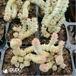 Crassula 'Jade Necklace' Variegated Scattered Clustering - Image 2