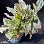 Aeonium Undulatum variegated Cristata